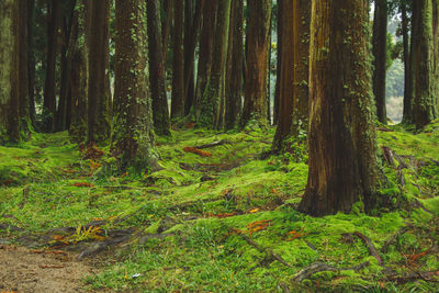 Trees growing in forest