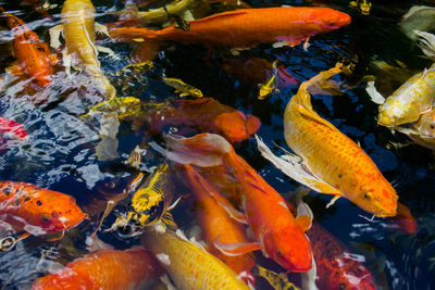 View of koi fish in sea