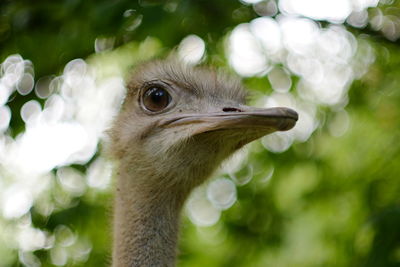 Close-up of ostrich outdoors