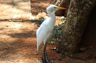 Great egret by tree on field