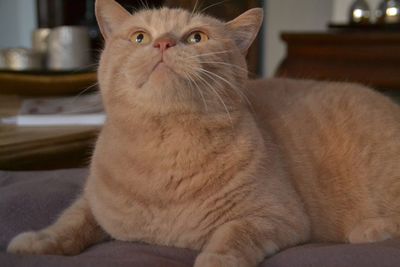 Close-up of cat looking up while sitting on bed at home