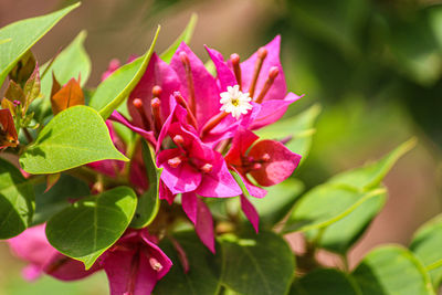 Close-up of pink flowering plant