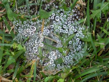 Close-up of leaves on grass