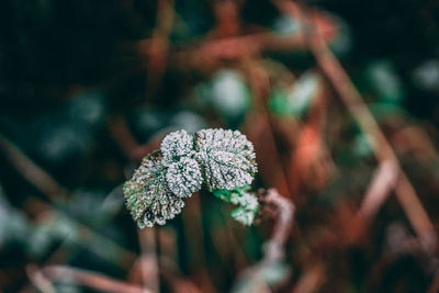 Close-up of frozen plant