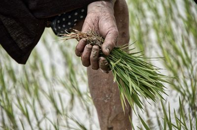 Midsection of man working at farm