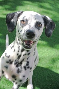 Close-up portrait of dog on field