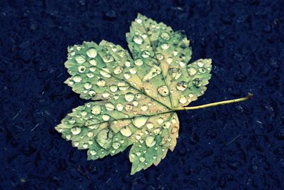 Close-up of wet leaf