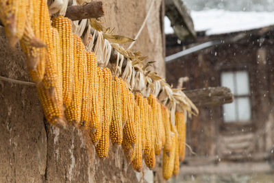 Low angle view of sweetcorns hanging from wall