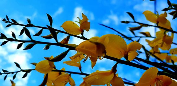 Low angle view of yellow flowering plant against sky