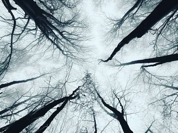 Bare trees against sky