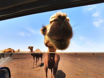 View of an animal against sky