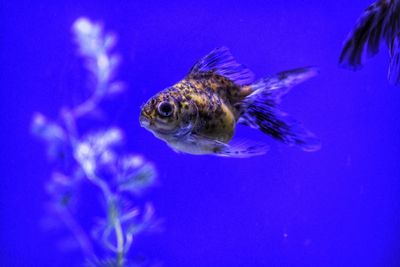 Close-up of fish swimming in sea