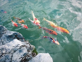 High angle view of koi carps swimming in water