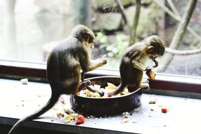 Monkey eating food