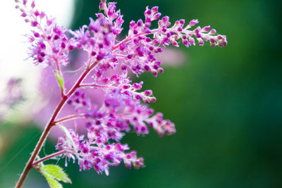 Close-up of pink flowers