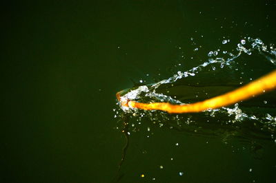 Close-up of turtle swimming in water