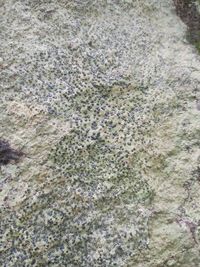 Full frame shot of rocks