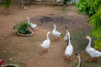 High angle view of birds on field