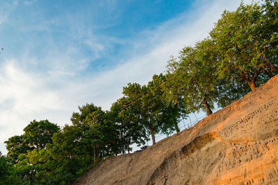 Low angle view of trees against sky