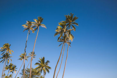 Low angle view of coconut palm tree against blue sky