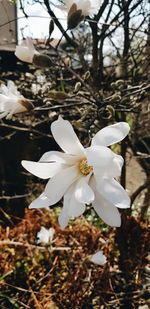 Close-up of white flowering plant