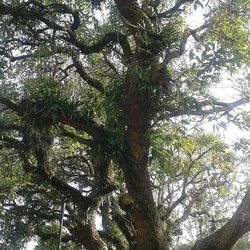 Low angle view of trees