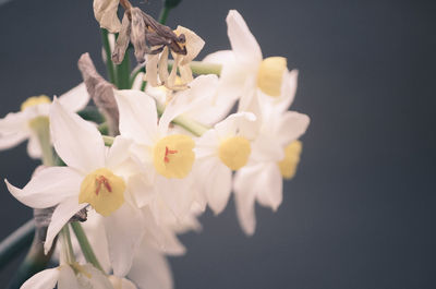 Close-up of white flowers