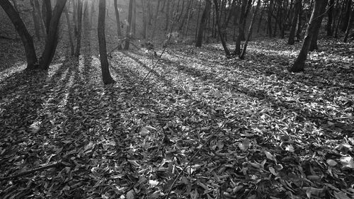 Close-up of bare trees in forest