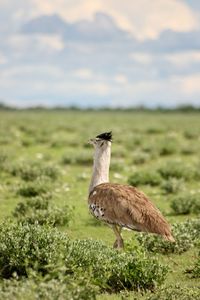 Closeup of kori bustard ardeotis kori largest flying bird native to africa in namibia.