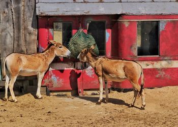 Donkeys standing by building