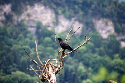 Close-up of bird perching on tree