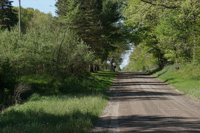 Footpath amidst trees in forest