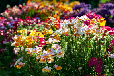 Light flowers of nemesia on a multi-colored floral background. colorful floral flower bed