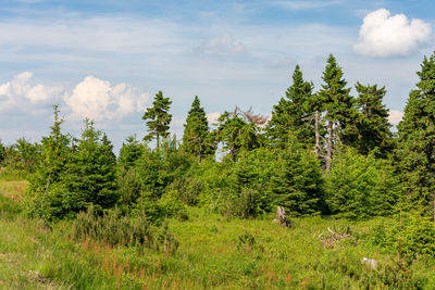 Scenic view of forest against sky