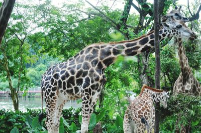 Giraffe standing in zoo