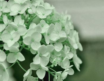 Close-up of flowers blooming outdoors