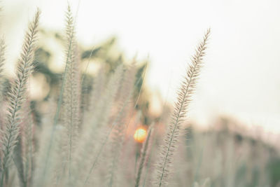 Close-up of wheat growing on field against sky