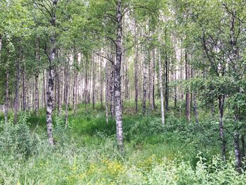 Trees in forest