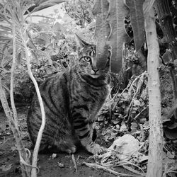 Cat in a forest