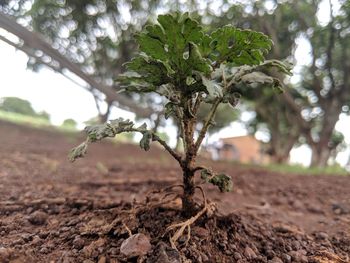 Close-up of fresh green plant on land