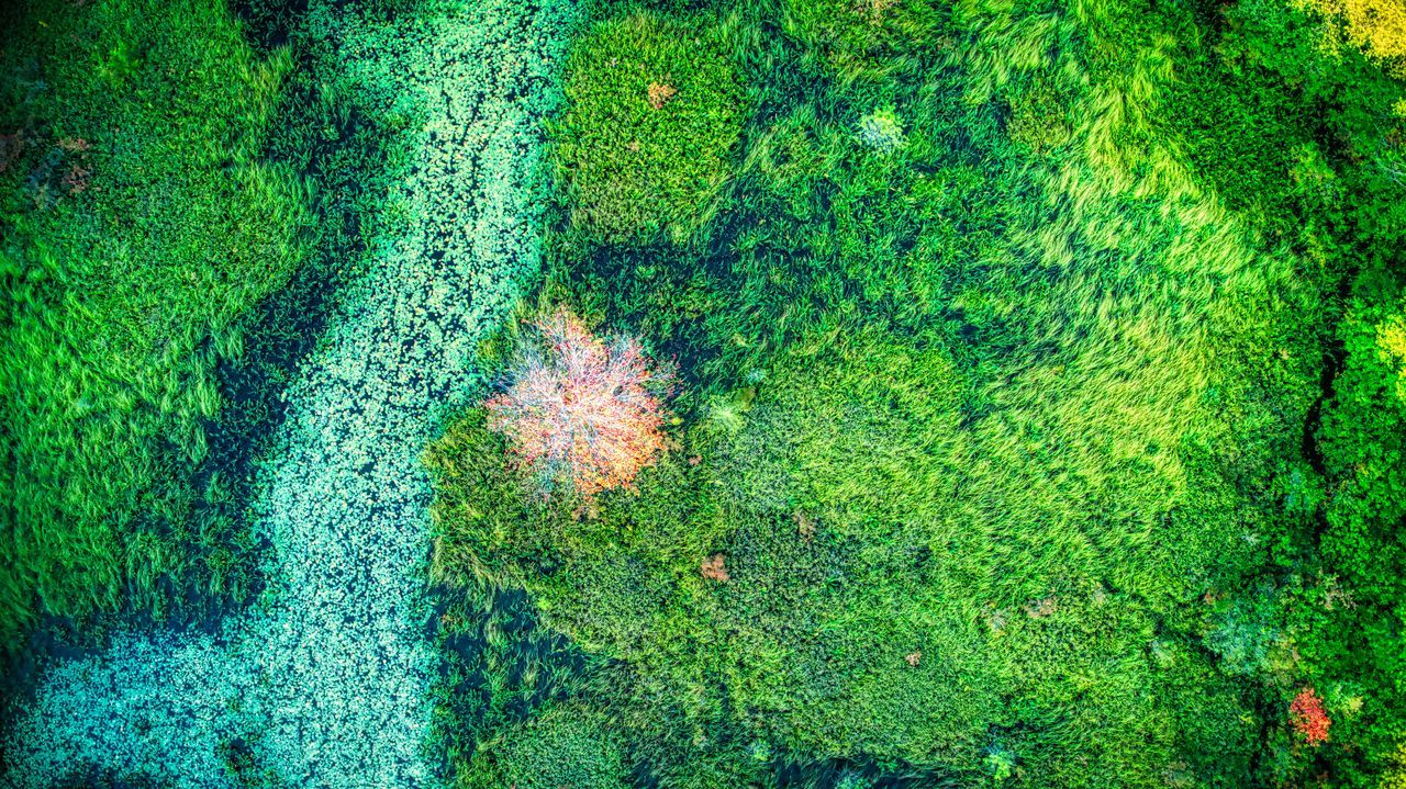 HIGH ANGLE VIEW OF LEAF IN LAKE