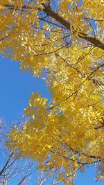 Low angle view of tree against sky during autumn