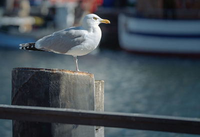 A seagull at the harbor