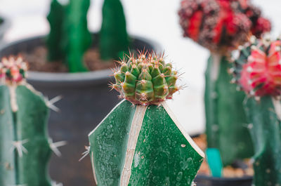 Close-up of cactus plant