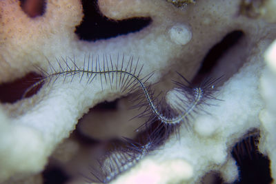 Close-up of human eye