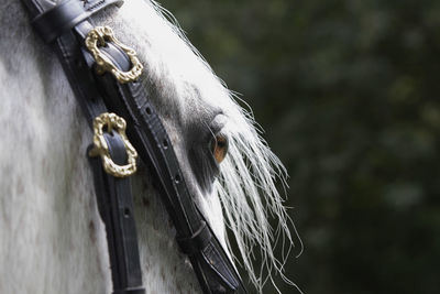 Close-up of plant against white background