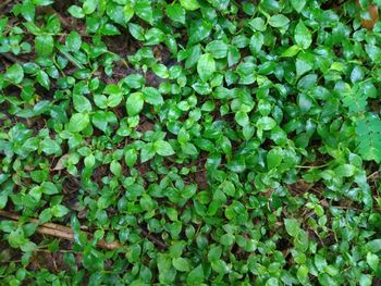 Full frame shot of ivy growing on land