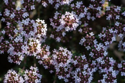 Close-up of blossoms from thyme