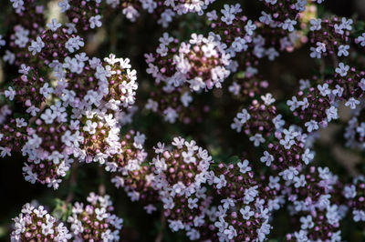 Close-up of flowers