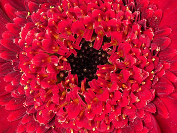 Full frame of red flower